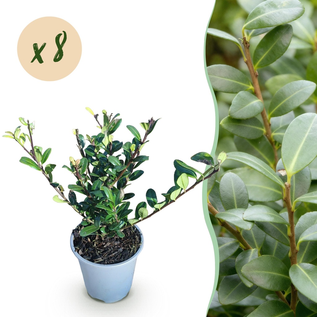 Heckenpflanzen - Ilex crenata Caroline Upright - Blatt Grün - 8 Pflanzen - 1 Laufender Meter - Immergrün - Topf 9cm Höhe 25-30cm