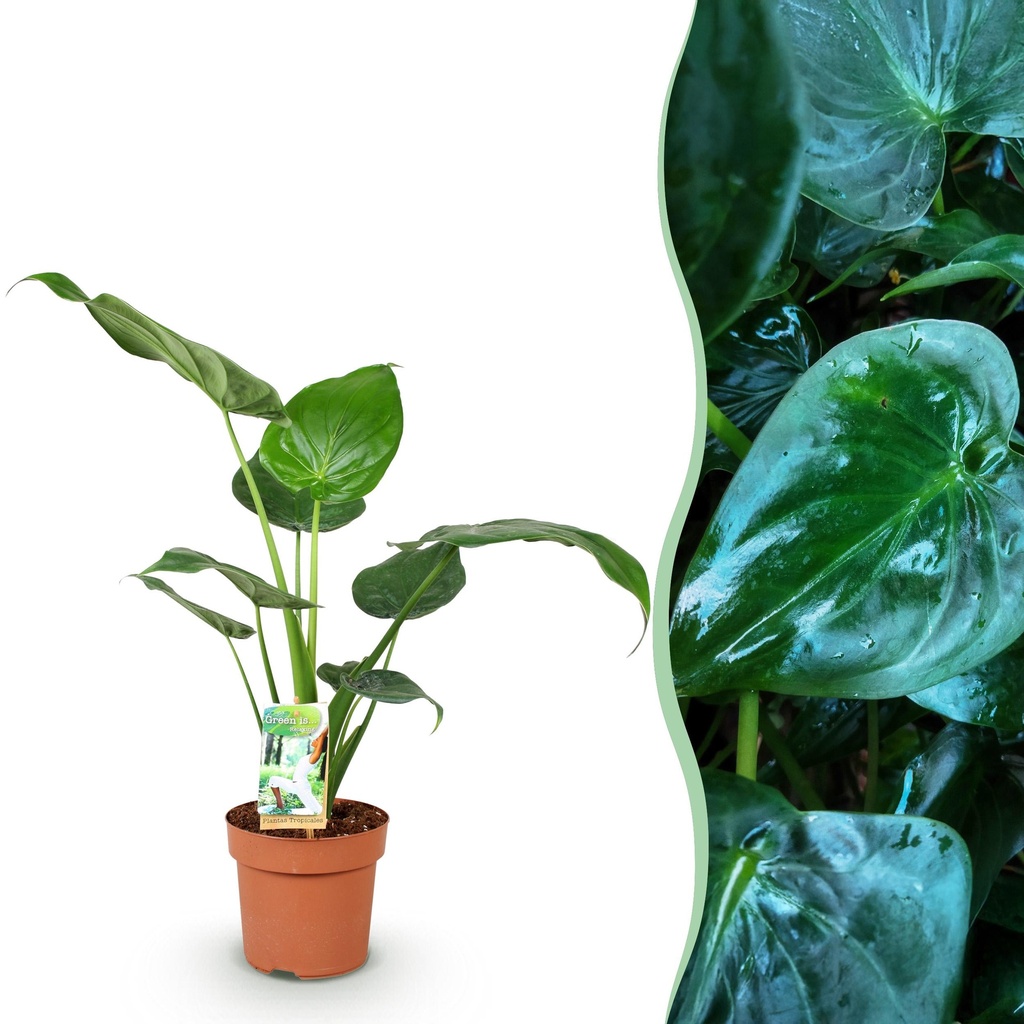Zimmerpflanzen - Alocasia Cucullata - Buddhas Hand - Wenig Pflege - Grün - 1 Pflanze - Topf 17cm - Höhe 60-65cm