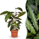 Zimmerpflanzen - Calathea Rufibarba - Pfauenpflanze - Wenig Pflege - Grün - 1 Pflanze - Topf 17cm - Höhe 55-60cm