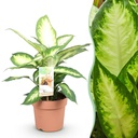 Zimmerpflanzen - Dieffenbachia Camilla - Dieffenbachia - Wenig Pflege - Bunt - 1 Pflanze - Topf 17cm - Höhe 45-50cm