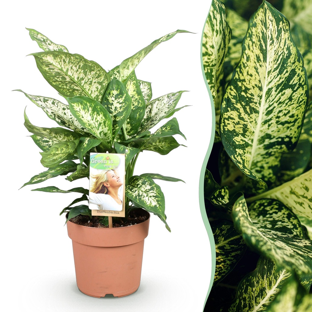 Zimmerpflanzen - Diefenbachia Compacta - Dieffenbachia - Wenig Pflege - Bunt - 1 Pflanze - Topf 17cm - Höhe 45-50cm
