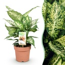 Zimmerpflanzen - Diefenbachia Compacta - Dieffenbachia - Wenig Pflege - Bunt - 1 Pflanze - Topf 17cm - Höhe 45-50cm