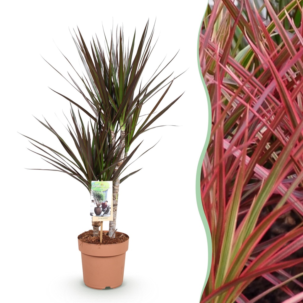 Zimmerpflanzen - Dracaena Magenta - Drachenblutbaum - Wenig Pflege - Rot - 1 Pflanze - Topf 17cm - Höhe 70-80cm