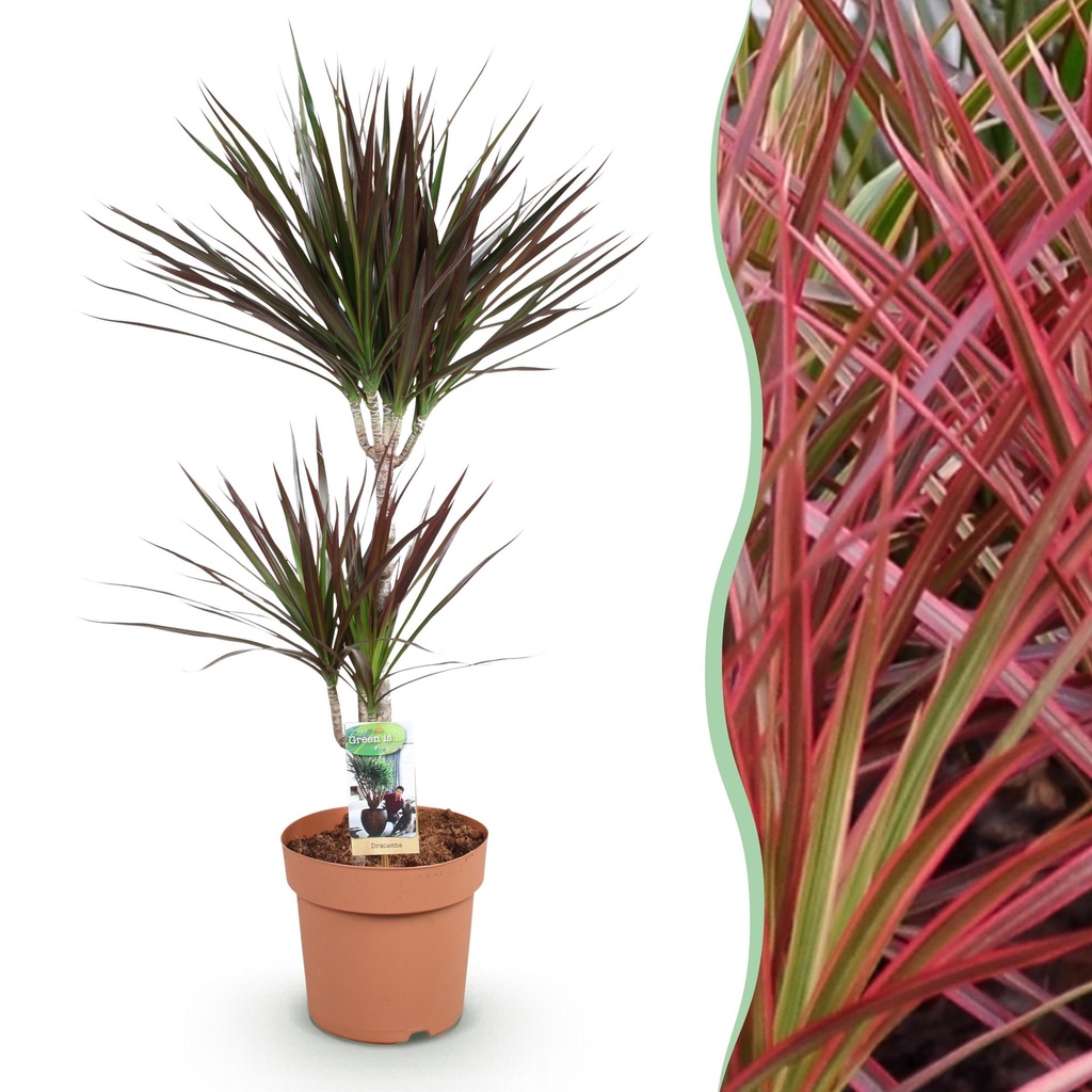 Zimmerpflanzen - Dracaena Magenta - Drachenbaum - Pflegeleicht - Rot - 1 Pflanze - Topf 21cm - Höhe 90-100cm