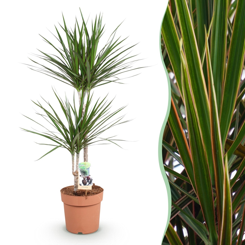 Zimmerpflanzen - Dracaena Marginata - Drachenbaum - Wenig Pflege - Grün - 1 Pflanze - Topf 21cm - Höhe 90-100cm