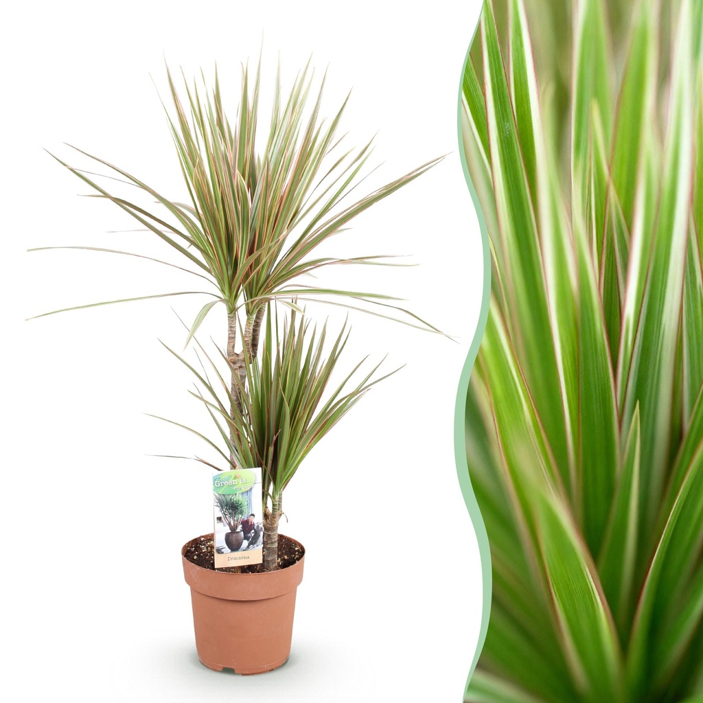Zimmerpflanzen - Dracaena Marginata Bicolor - Drachenbaum - Wenig Pflege - Grün - braun - 1 Pflanze - Topf 17cm - Höhe 70-75cm