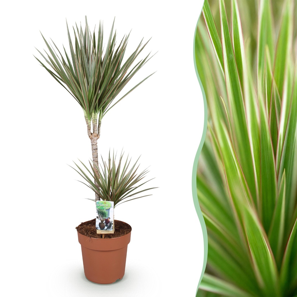 Zimmerpflanzen - Dracaena Marginata Bicolor - Drachenbaum - Wenig Pflege - Grün - braun - 1 Pflanze - Topf 21cm - Höhe 90-100cm