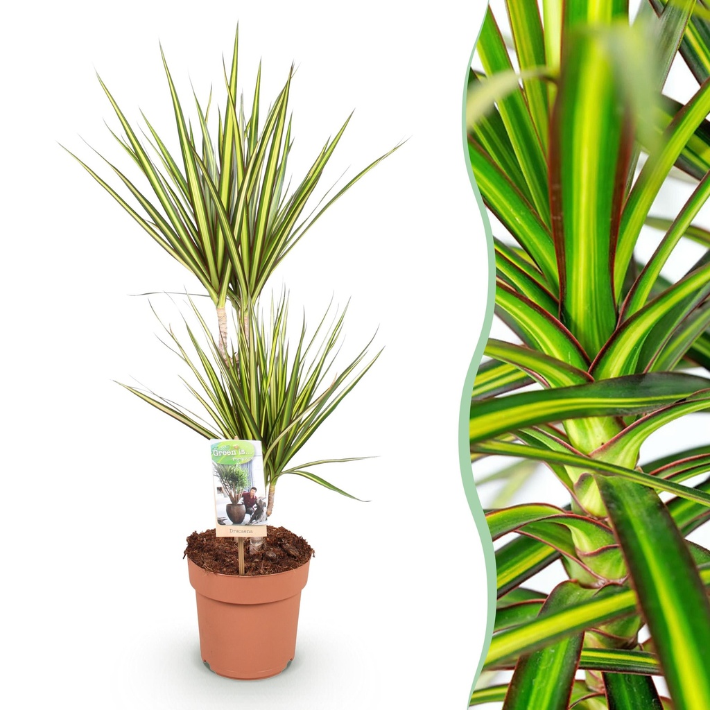 Zimmerpflanzen - Dracaena Sunray - Drachenblutbaum - Wenig Pflege - Grün - Gelb - 1 Pflanze - Topf 17cm - Höhe 70-75cm