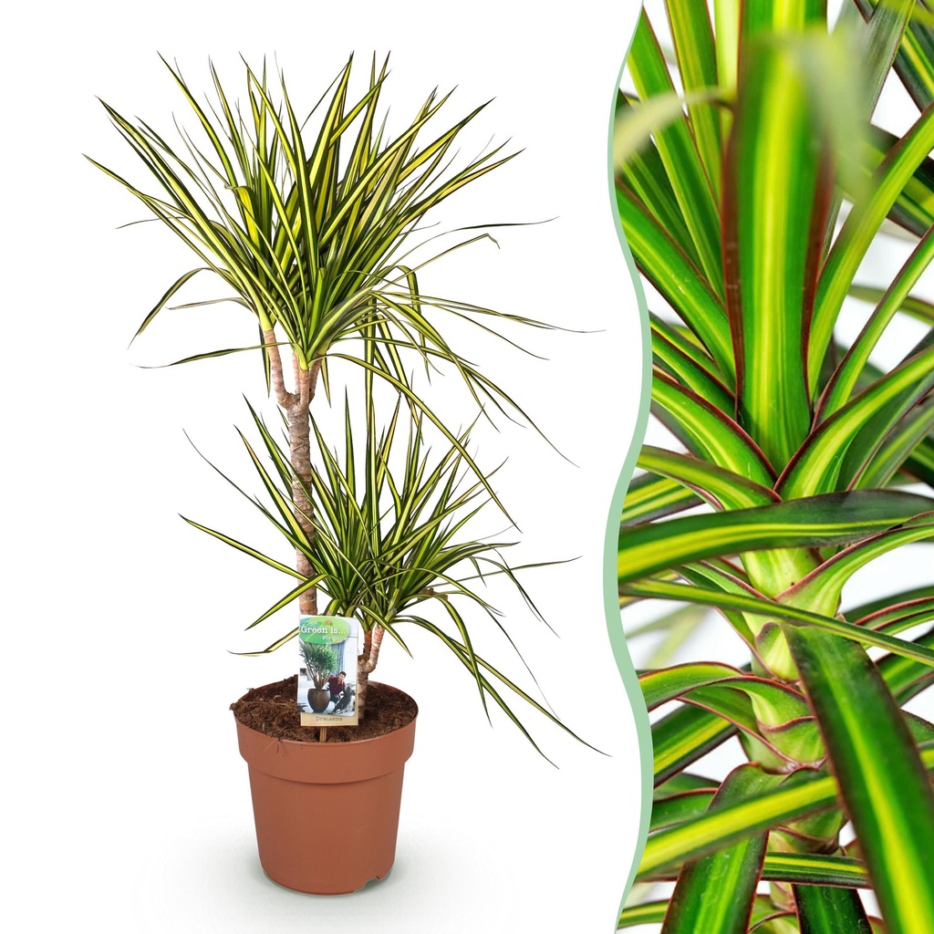Zimmerpflanzen - Dracaena Sunray - Drachenbaum - Pflegeleicht - Grün - Gelb - 1 Pflanze - Topf 21cm - Höhe 90-100cm
