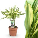 Zimmerpflanzen - Dracaena fragrans Diamond Dream - Drachenbaum - Wenig Pflege - Bunt - 1 Pflanze - Topf 17cm - Höhe 50-55cm