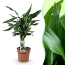Zimmerpflanzen - Dracaena fragrans Steudneri - Drachenbaum - Wenig Pflege - Grün - 1 Pflanze - Topf 17cm - Höhe 50-55cm