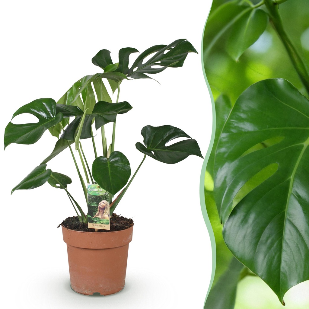 Zimmerpflanzen - Monstera Deliciosa - Fensterblatt - Pflegeleicht - Grün - 1 Pflanze - Topf 17cm - Höhe 50-55cm