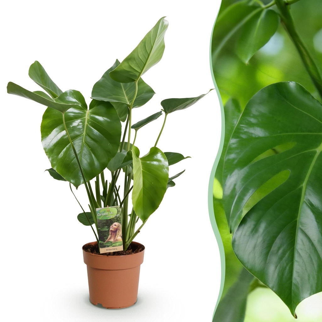 Zimmerpflanzen - Monstera Deliciosa - Fensterblatt - Wenig Pflege - Grün - 1 Pflanze - Topf 21cm - Höhe 70-80cm