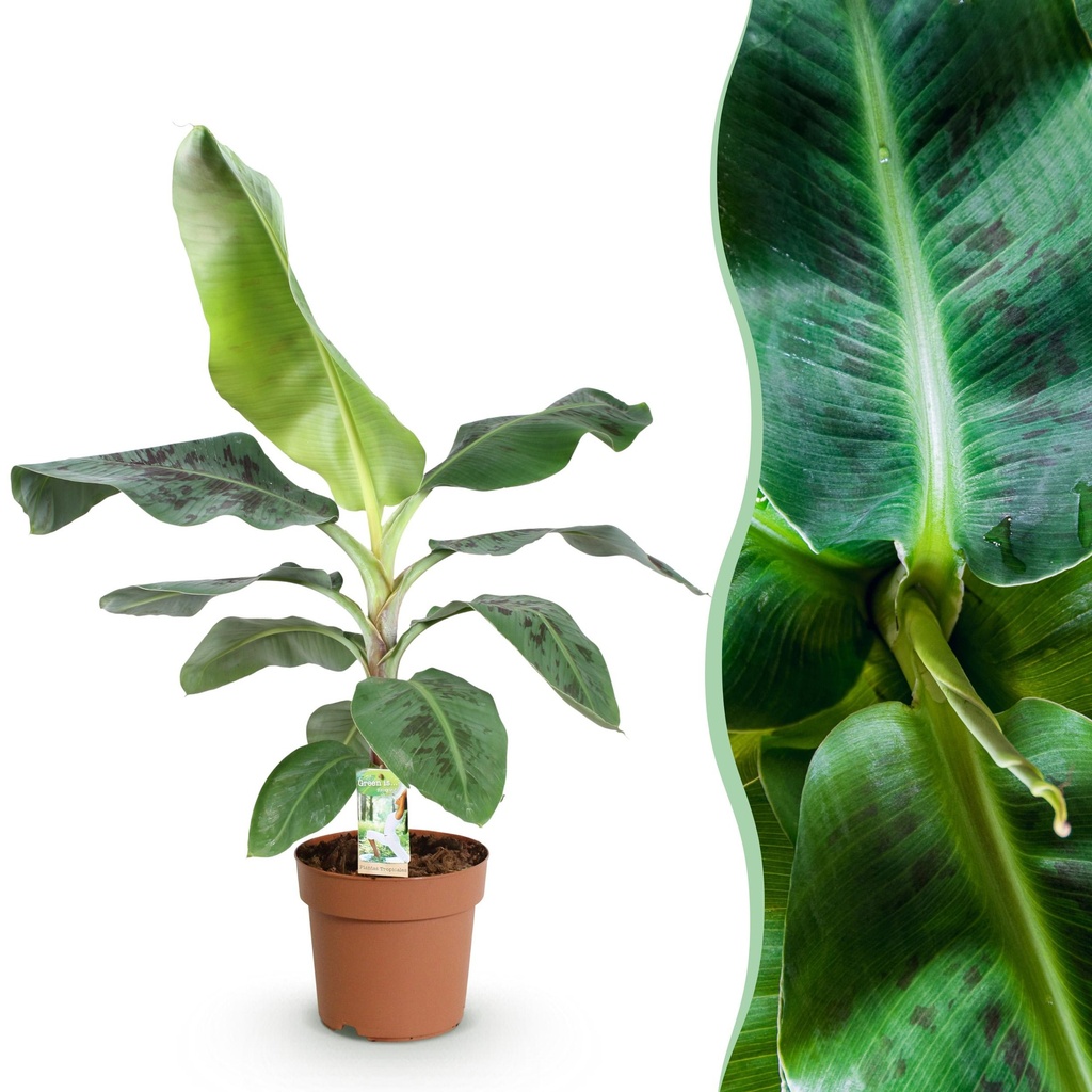 Zimmerpflanzen - Musa acuminata Dwarf Cavendisch - Bananenpflanze - Wenig Pflege - Grün - 1 Pflanze - Topf 21cm - Höhe 70-75cm
