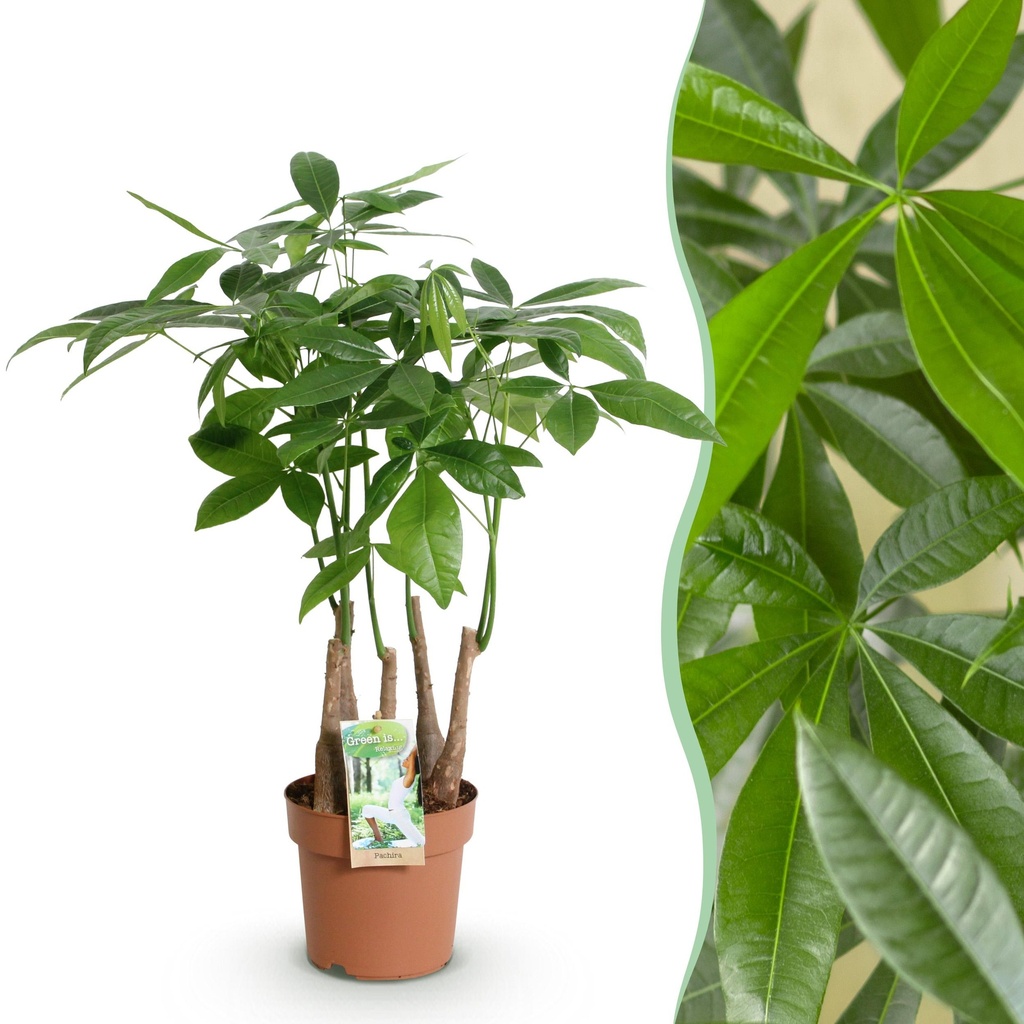 Zimmerpflanzen - Pachira Aquatica Mehrstamm - Geldbaum - Wenig Pflege - Grün - 1 Pflanze - Topf 17cm - Höhe 50-55cm