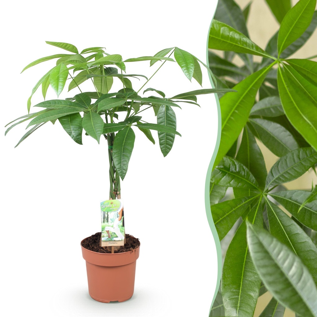 Zimmerpflanzen - Geflochtener Stamm Pachira Aquatica - Geldbaum - Wenig Pflege - Grün - 1 Pflanze - Topf 17cm - Höhe 60-70cm