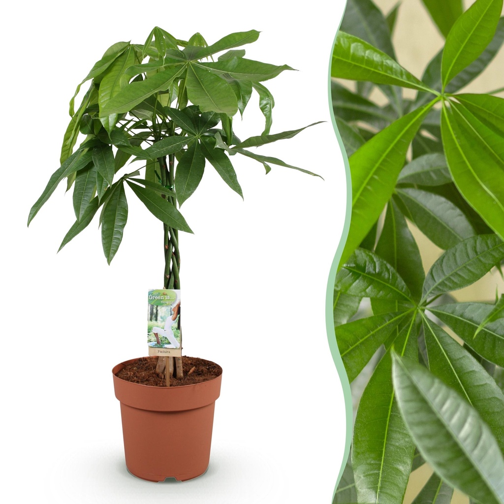 Zimmerpflanzen - Geflochtener Stamm Pachira Aquatica - Geldbaum - Wenig Pflege - Grün - 1 Pflanze - Topf 21cm - Höhe 80-90cm