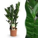 Zimmerpflanzen - Zamioculcas - ZZ-Pflanze - Wenig Pflege - Grün - 1 Pflanze - Topf 17cm - Höhe 65-75cm