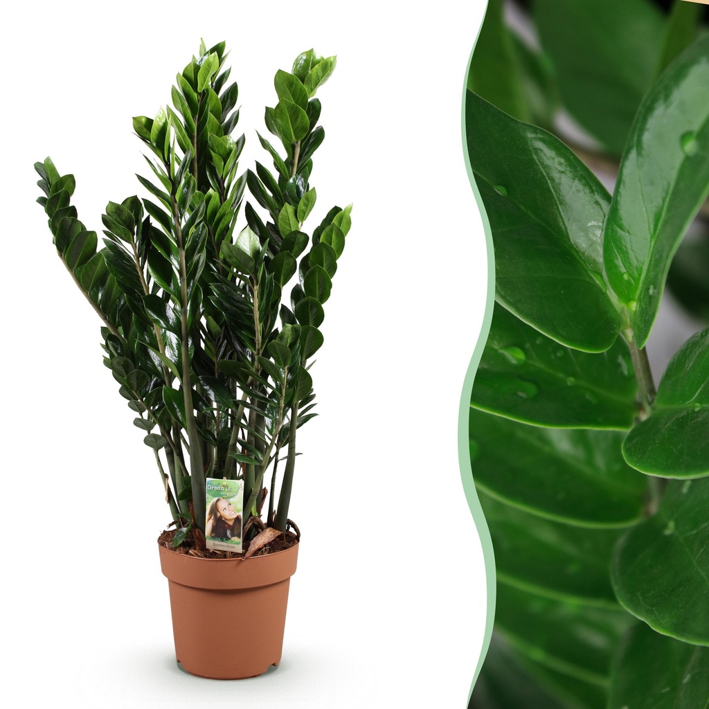Zimmerpflanzen - Zamioculcas - ZZ-Pflanze - Wenig Pflege - Grün - 1 Pflanze - Topf 21cm - Höhe 80-90cm