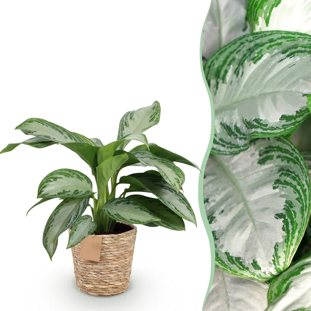Zimmerpflanzen - Aglaonema Silver Bay - Silberblatt - Pflegeleicht - mit Korb - Silber - 1 Pflanze - Topf 17cm - Höhe 70-75cm