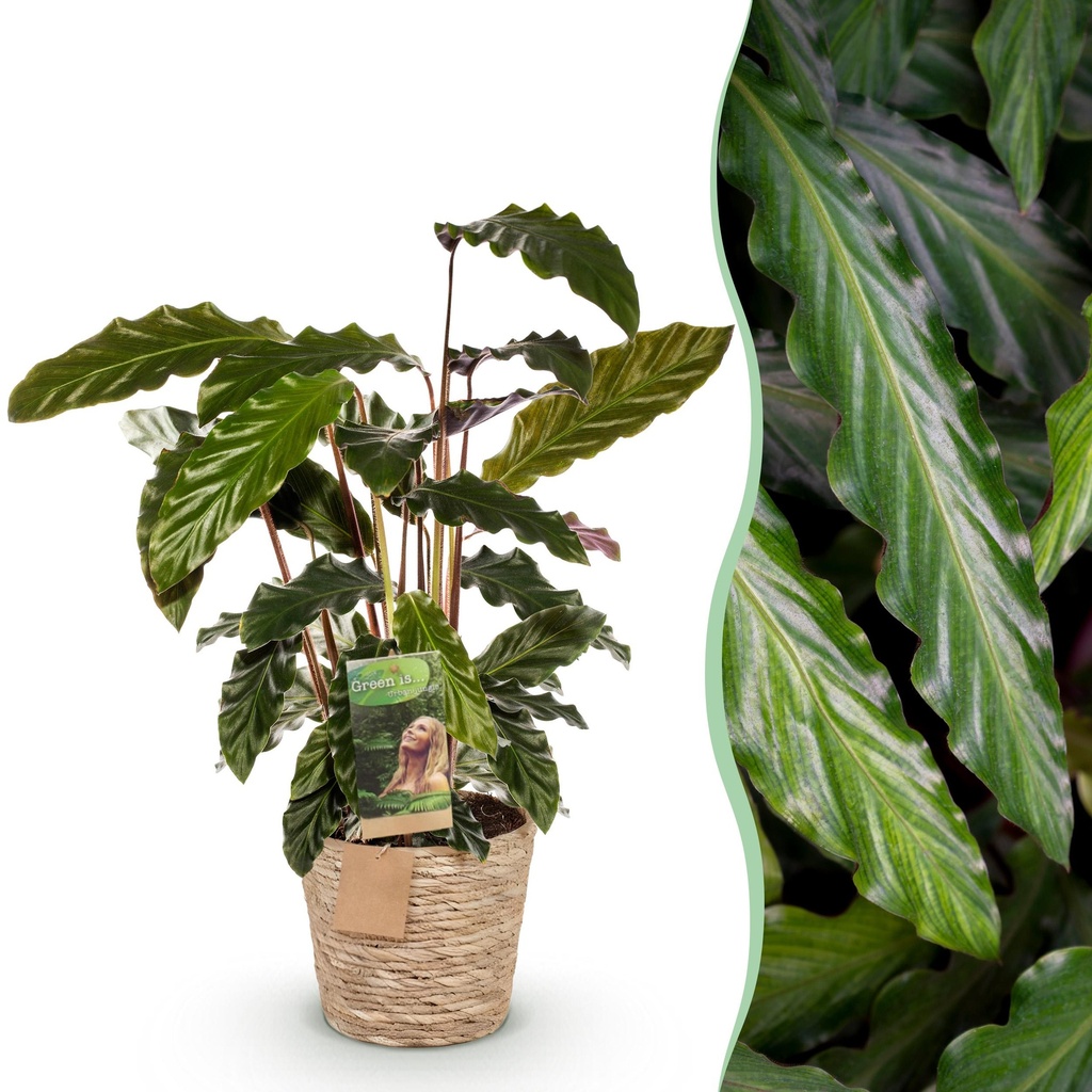 Zimmerpflanzen - Calathea Rufibarba - Pfauenpflanze - Wenig Pflege - mit Korb - Grün - 1 Pflanze - Topf 17cm - Höhe 55-60cm