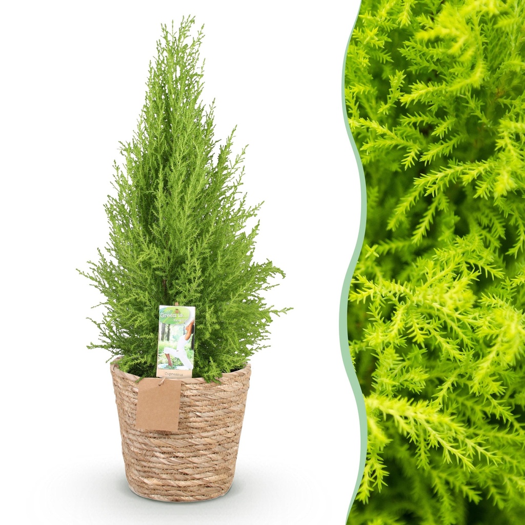 Zimmerpflanzen - Cupressus Gold Crest Wilma - Zimmerkonifere - Wenig Pflege - mit Korb - Grün - 1 Pflanze - Topf 21cm - Höhe 85-95cm