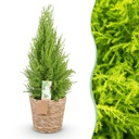 Zimmerpflanzen - Cupressus Gold Crest Wilma - Zimmerkonifere - Wenig Pflege - mit Korb - Grün - 1 Pflanze - Topf 21cm - Höhe 85-95cm