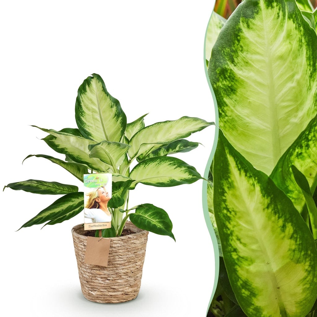 Zimmerpflanzen - Diefenbachia Camilla - Dieffenbachia - Wenig Pflege - mit Korb - Bunt - 1 Pflanze - Topf 17cm - Höhe 45-50cm