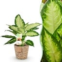 Zimmerpflanzen - Diefenbachia Camilla - Dieffenbachia - Wenig Pflege - mit Korb - Bunt - 1 Pflanze - Topf 17cm - Höhe 45-50cm