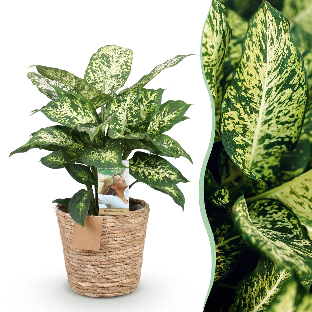 Zimmerpflanzen - Diefenbachia Compacta - Dieffenbachia - Wenig Pflege - mit Korb - Bunt - 1 Pflanze - Topf 17cm - Höhe 45-50cm