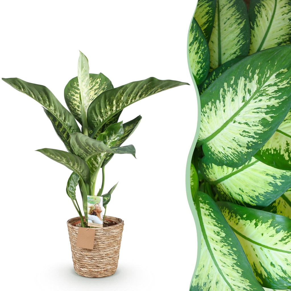 Zimmerpflanzen - Diefenbachia Tropic Snow - Dieffenbachia - Wenig Pflege - mit Korb - Bunt - 1 Pflanze - Topf 21cm - Höhe 90-100cm