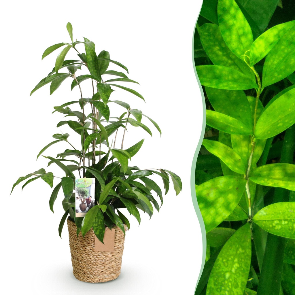 Zimmerpflanzen - Dracaena surculosa - Drachenbaum - Wenig Pflege - mit Korb - Grün - 1 Pflanze - Topf 17cm - Höhe 60-70cm