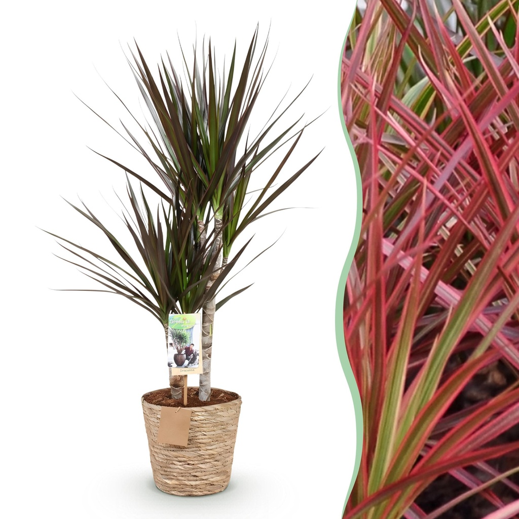 Zimmerpflanzen - Dracaena Magenta - Drachenbaum - Wenig Pflege - mit Korb - Rot - 1 Pflanze - Topf 17cm - Höhe 70-80cm