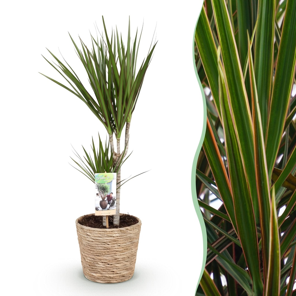 Zimmerpflanzen - Dracaena Marginata - Drachenbaum - Wenig Pflege - mit Korb - Grün - 1 Pflanze - Topf 17cm - Höhe 70-80cm