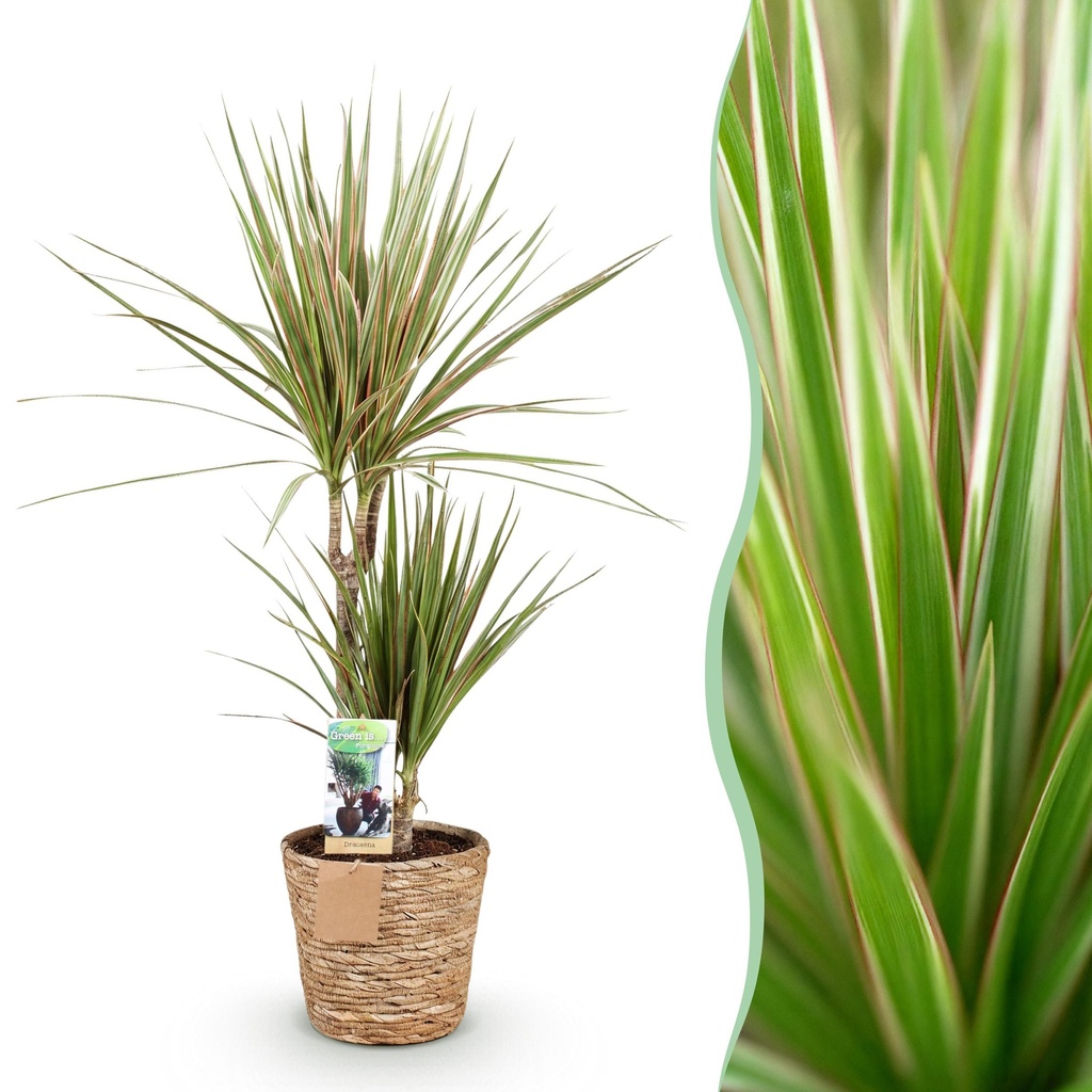Zimmerpflanzen - Dracaena Marginata Bicolor - Drachenbaum - Pflegeleicht - mit Korb - Grün - Braun - 1 Pflanze - Topf 17cm - Höhe 70-75cm