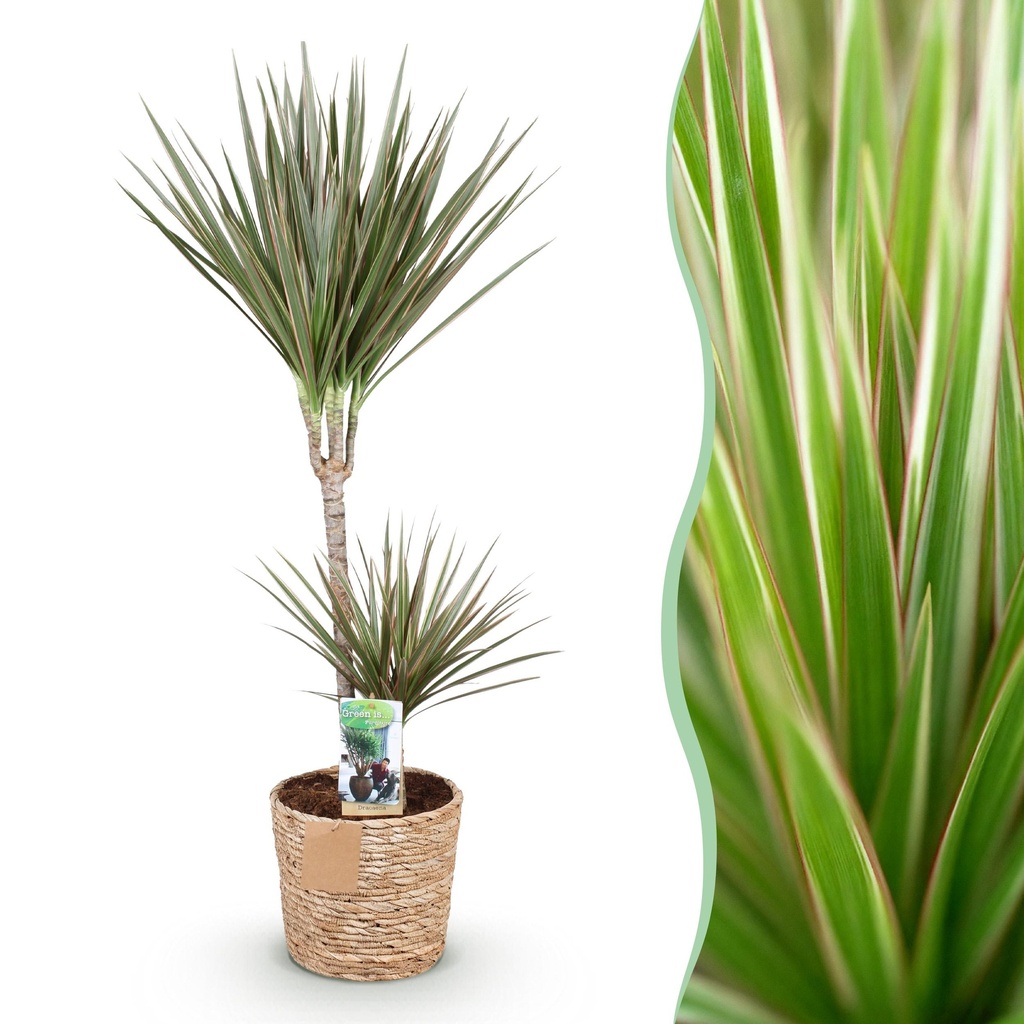 Zimmerpflanzen - Dracaena Marginata Bicolor - Drachenbaum - Pflegeleicht - mit Korb - Grün - Braun - 1 Pflanze - Topf 21cm - Höhe 90-100cm