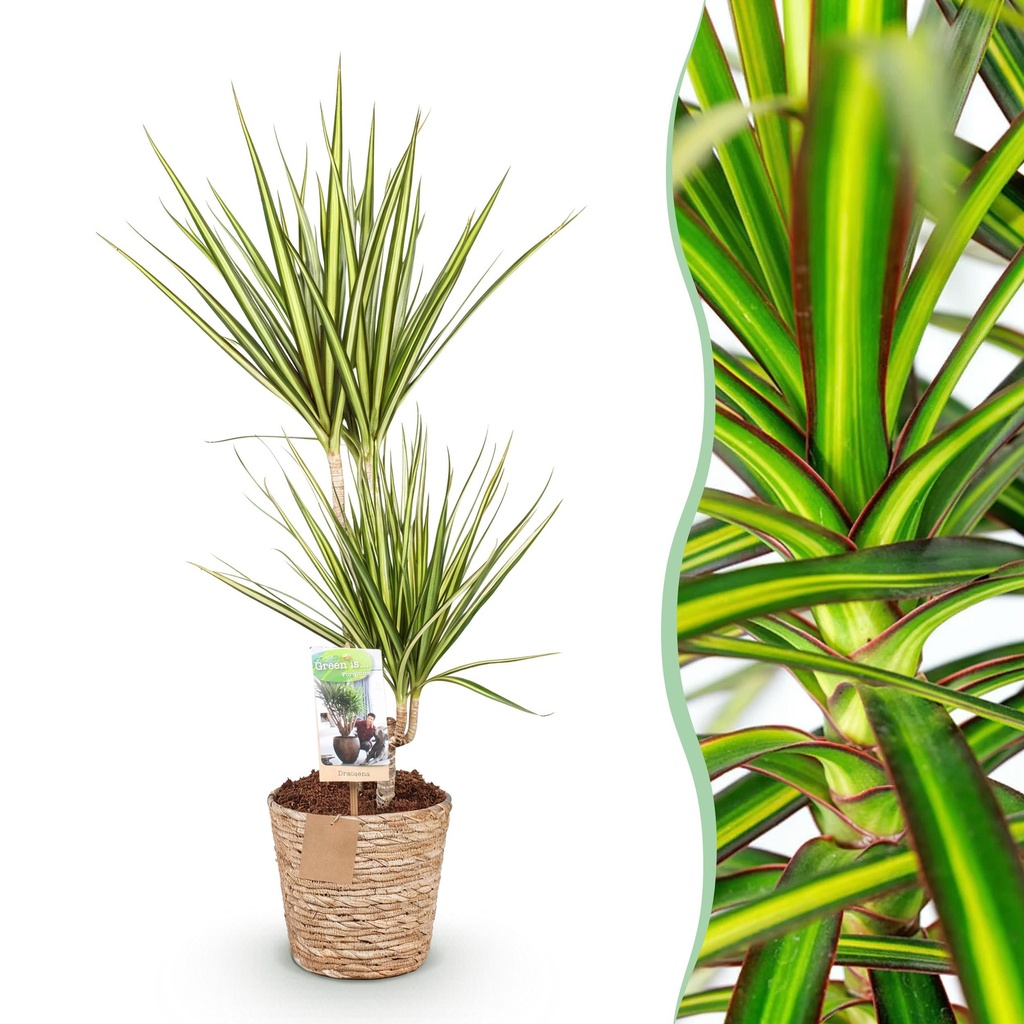 Zimmerpflanzen - Dracaena Sunray - Drachenbaum - Wenig Pflege - mit Korb - Grün - Gelb - 1 Pflanze - Topf 17cm - Höhe 70-75cm