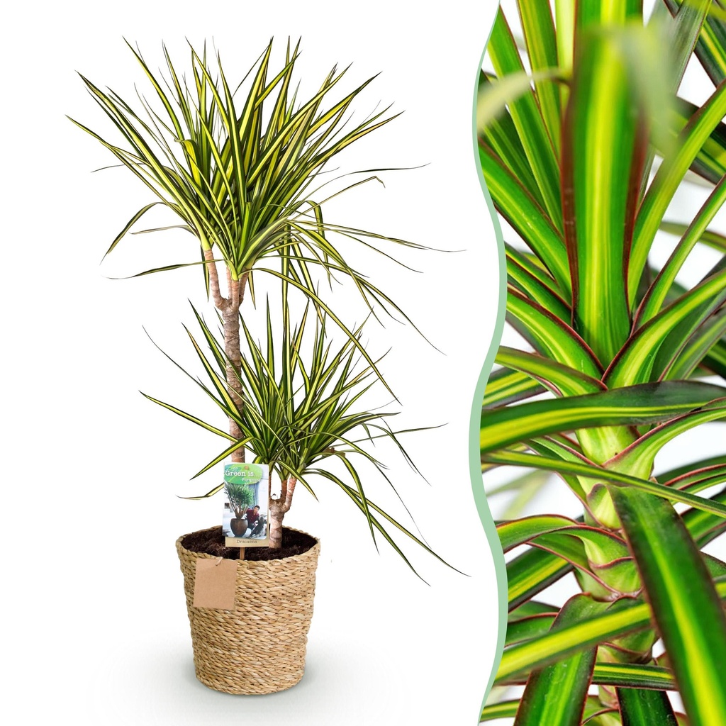 Zimmerpflanzen - Dracaena Sunray - Drachenbaum - Wenig Pflege - mit Korb - Grün - Gelb - 1 Pflanze - Topf 21cm - Höhe 90-100cm