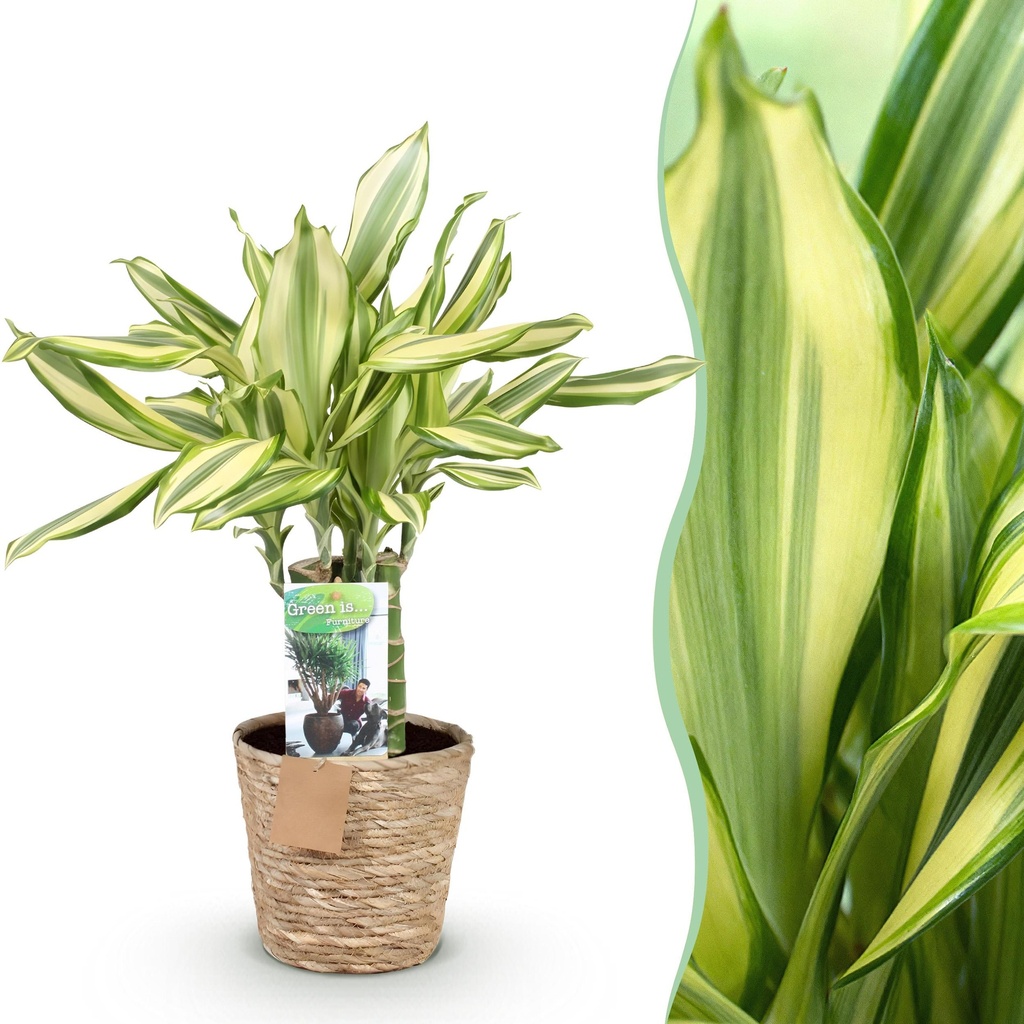 Zimmerpflanzen - Dracaena fragrans Diamond Dream - Drachenbaum - Wenig Pflege - mit Korb - Bunt - 1 Pflanze - Topf 17cm - Höhe 50-55cm