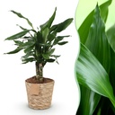 Zimmerpflanzen - Dracaena fragrans Steudneri - Drachenblutbaum - Wenig Pflege - mit Korb - Grün - 1 Pflanze - Topf 17cm - Höhe 50-55cm