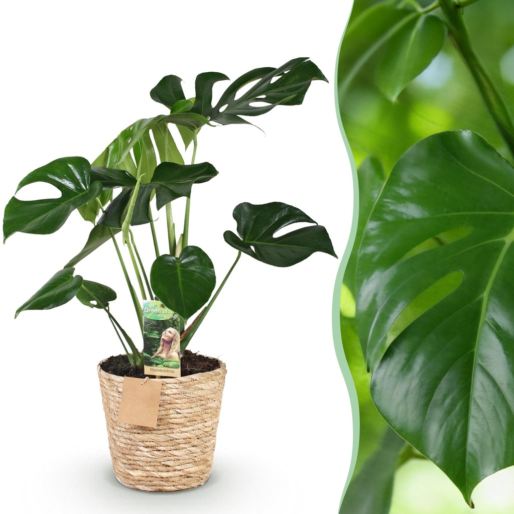 Zimmerpflanzen - Monstera Deliciosa - Lochpflanze - Wenig Pflege - mit Korb - Grün - 1 Pflanze - Topf 17cm - Höhe 50-55cm