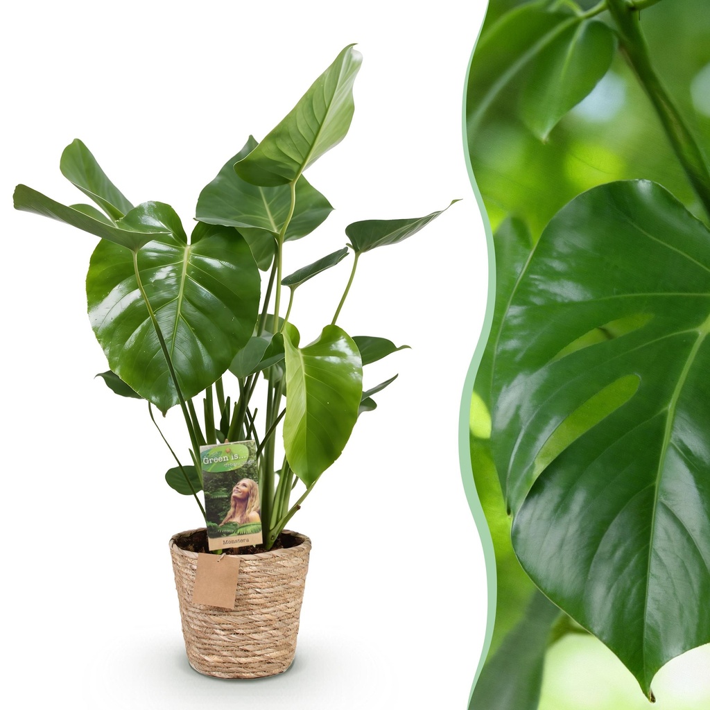Zimmerpflanzen - Monstera Deliciosa - Fensterblatt - Pflegeleicht - mit Korb - Grün - 1 Pflanze - Topf 21cm - Höhe 70-80cm
