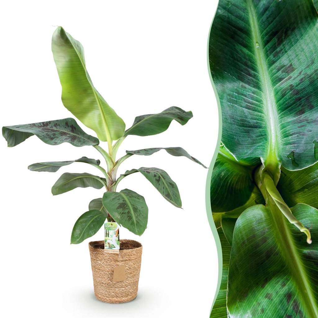 Zimmerpflanzen - Musa acuminata Dwarf Cavendisch - Bananenpflanze - Wenig Pflege - mit Korb - Grün - 1 Pflanze - Topf 21cm - Höhe 70-75cm