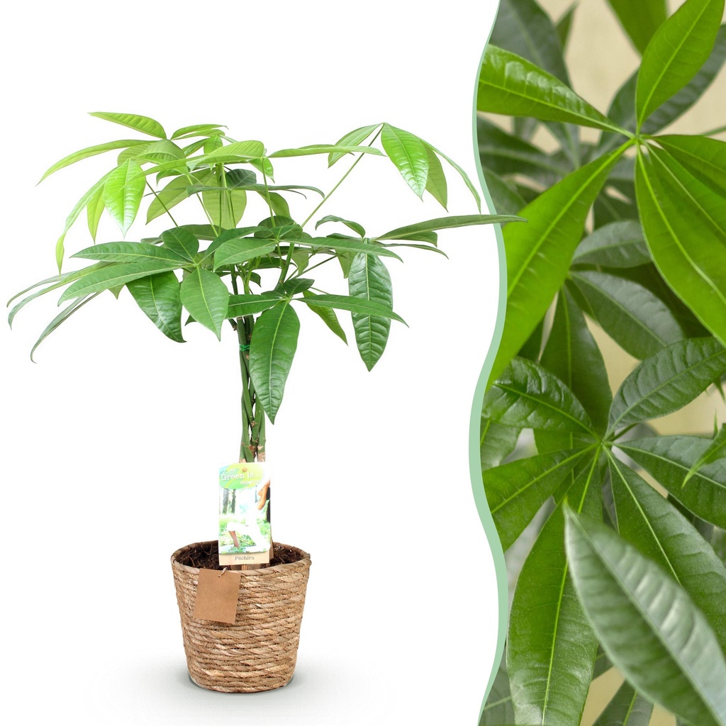 Zimmerpflanzen - Geflochtener Stamm Pachira Aquatica - Geldbaum - Wenig Pflege - mit Korb - Grün - 1 Pflanze - Topf 17cm - Höhe 60-70cm