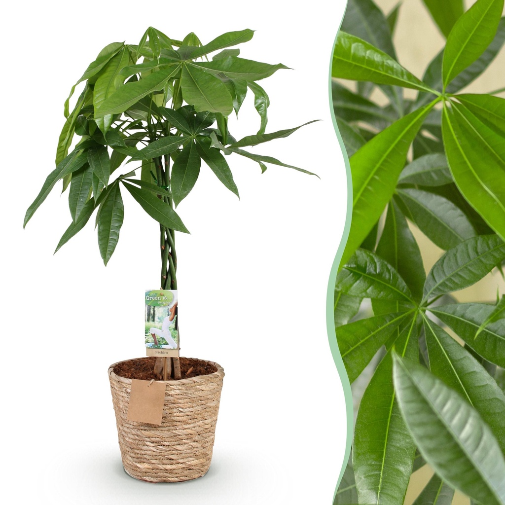 Zimmerpflanzen - Geflochtener Stamm Pachira Aquatica - Geldbaum - Wenig Pflege - mit Korb - Grün - 1 Pflanze - Topf 21cm - Höhe 80-90cm
