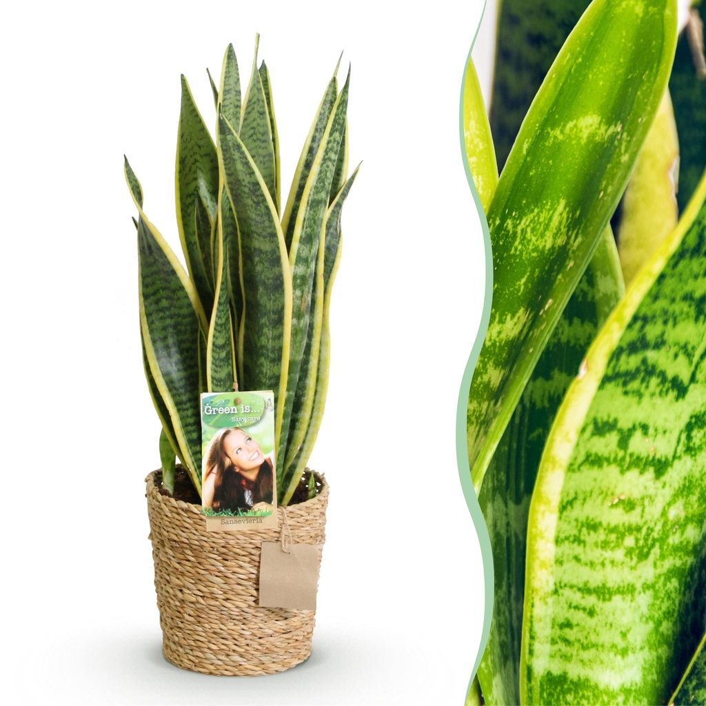 Zimmerpflanzen - Sansevieria Laurentii - Schwiegermutterzunge - Pflegeleicht - mit Korb - Grün - Gelb - 1 Pflanze - Topf 17cm - Höhe 60-70cm
