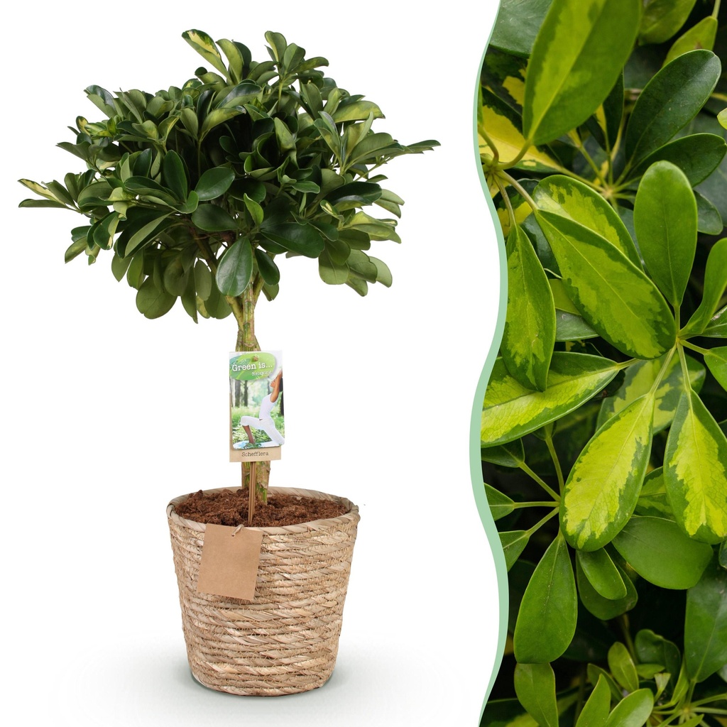 Zimmerpflanzen - Schefflera Gold Capelle - Fingerbaum - Wenig Pflege - mit Korb - Grün - Gold - 1 Pflanze - Topf 21cm - Höhe 70-81cm