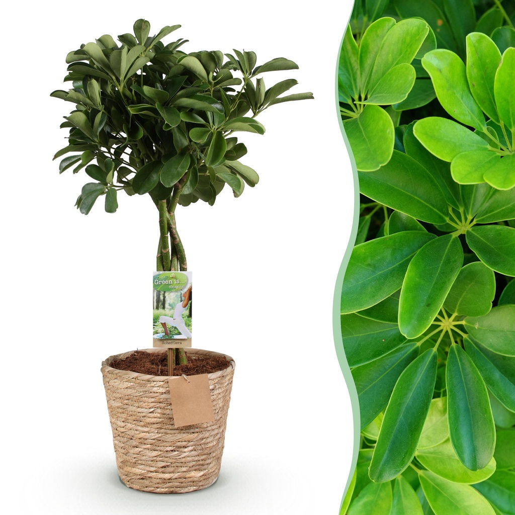 Zimmerpflanzen - Schefflera Nora - Fingerbaum - Wenig Pflege - mit Korb - Grün - 1 Pflanze - Topf 21cm - Höhe 70-82cm