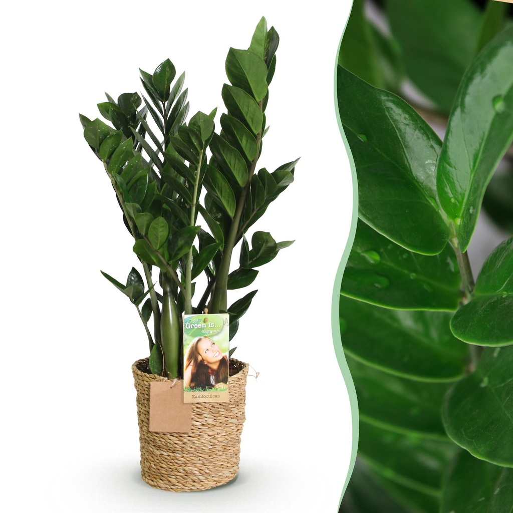 Zimmerpflanzen - Zamioculcas - ZZ-Pflanze - Wenig Pflege - mit Korb - Grün - 1 Pflanze - Topf 17cm - Höhe 65-75cm