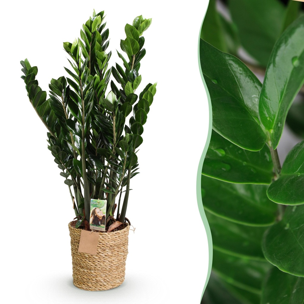 Zimmerpflanzen - Zamioculcas - ZZ-Pflanze - Wenig Pflege - mit Korb - Grün - 1 Pflanze - Topf 21cm - Höhe 80-90cm